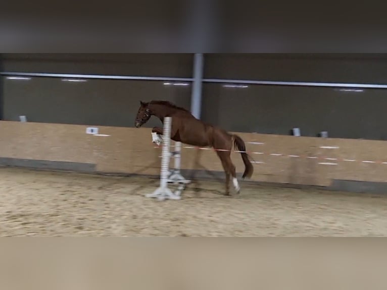 Deutsches Sportpferd Wallach 4 Jahre 168 cm Fuchs in Niederstotzingen