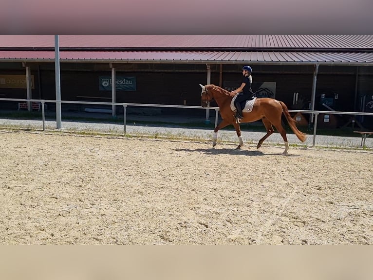 Deutsches Sportpferd Wallach 4 Jahre 168 cm Fuchs in Niederstotzingen