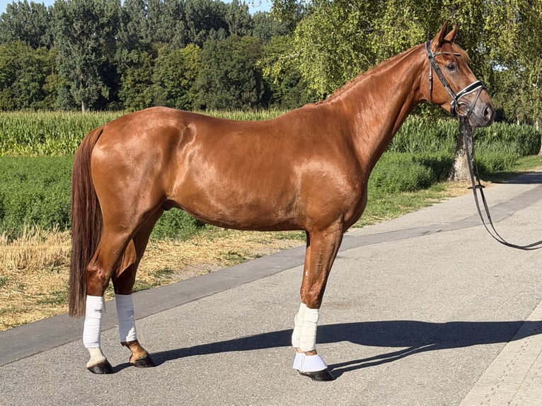 Deutsches Sportpferd Wallach 4 Jahre 168 cm Fuchs in Riedlingen