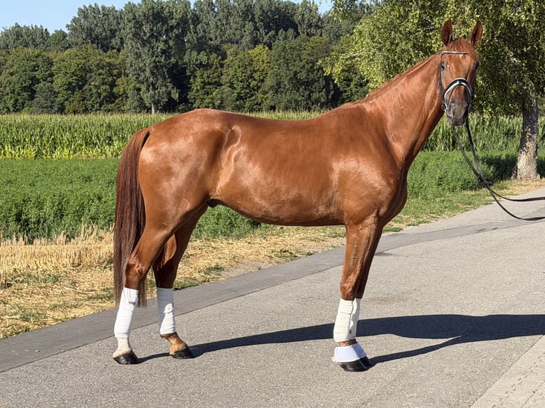 Deutsches Sportpferd Wallach 4 Jahre 168 cm Fuchs in Riedlingen