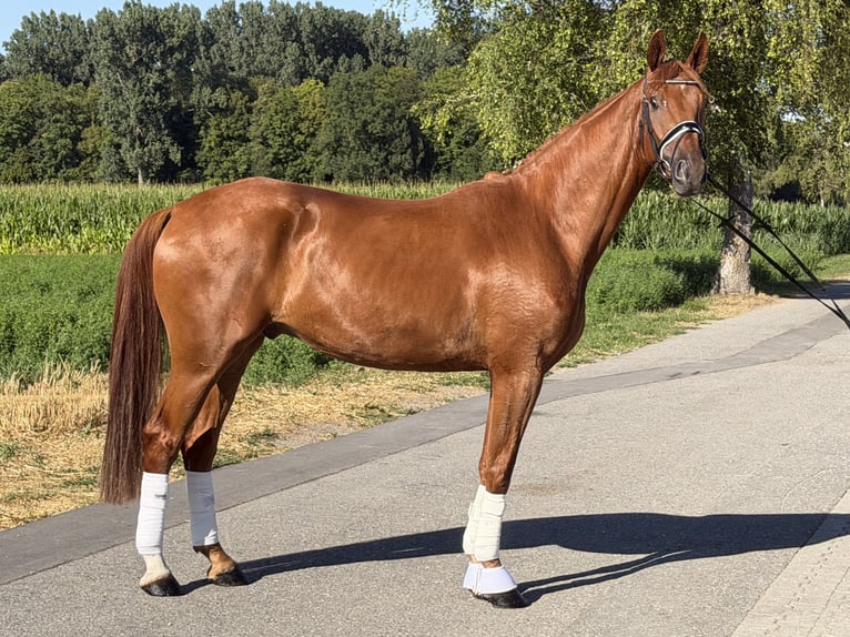 Deutsches Sportpferd Wallach 4 Jahre 168 cm Fuchs in Riedlingen