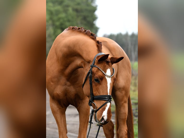 Deutsches Sportpferd Wallach 4 Jahre 168 cm Fuchs in Kamern