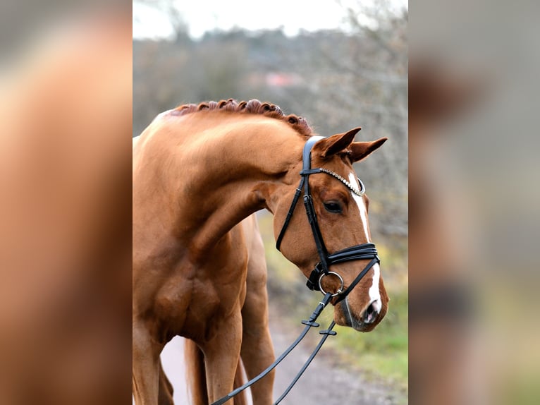 Deutsches Sportpferd Wallach 4 Jahre 168 cm Fuchs in Kamern