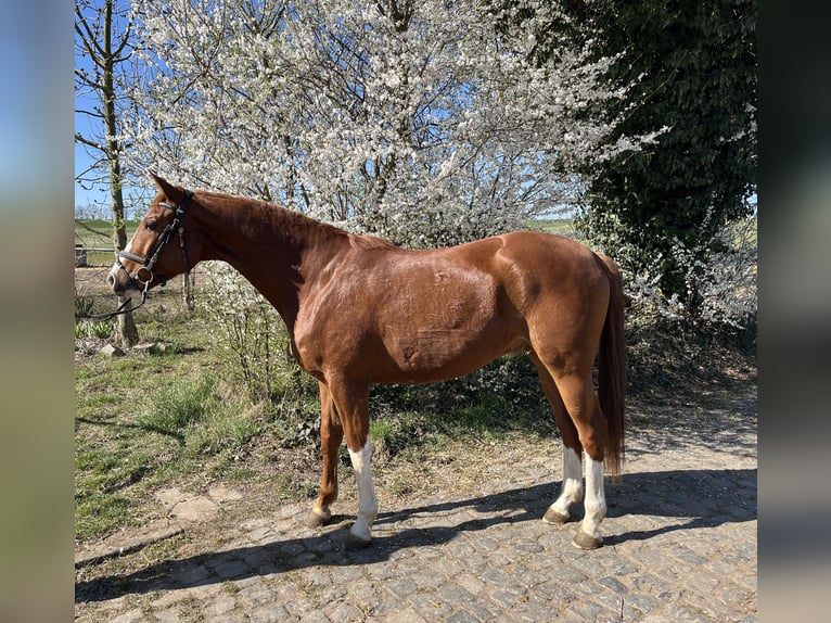 Deutsches Sportpferd Wallach 4 Jahre 168 cm Fuchs in Aschersleben