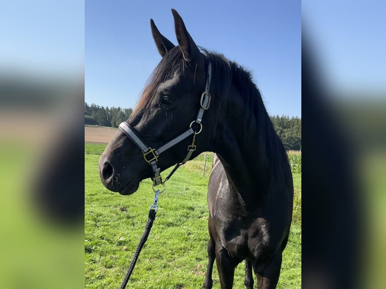 Deutsches Sportpferd Wallach 4 Jahre 168 cm Rappe in Schopfloch