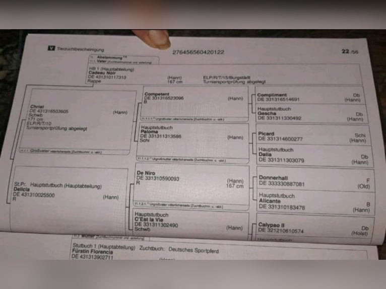Deutsches Sportpferd Wallach 4 Jahre 168 cm Rappe in Wittstock/Dosse
