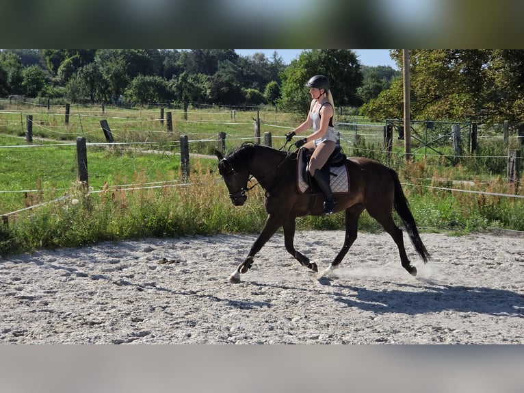 Deutsches Sportpferd Wallach 4 Jahre 168 cm Rappe in Kummersdorf-Gut