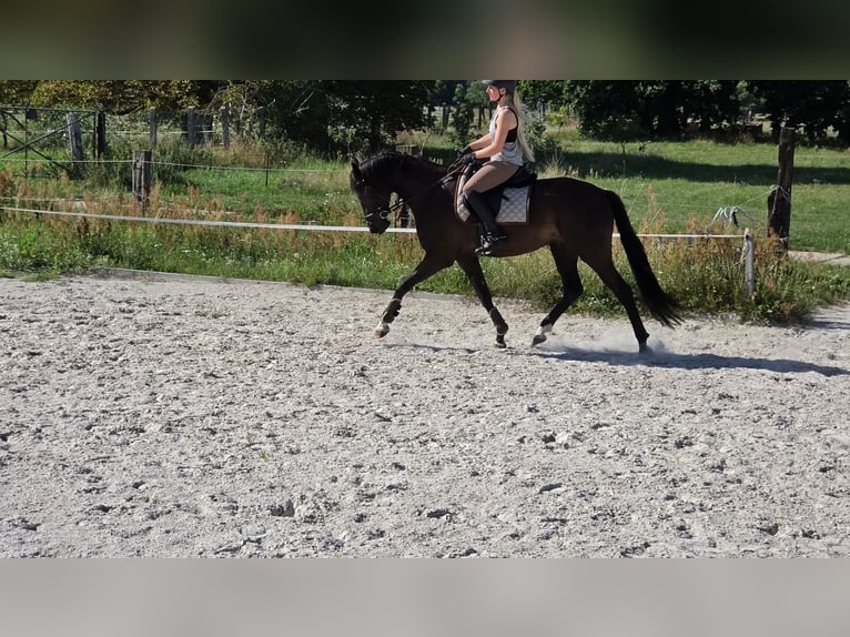 Deutsches Sportpferd Wallach 4 Jahre 168 cm Rappe in Kummersdorf-Gut