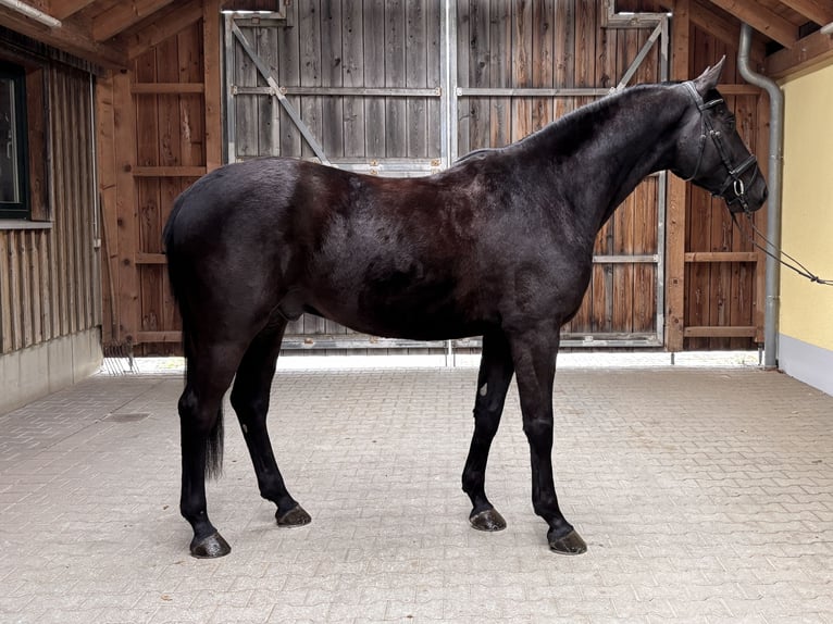 Deutsches Sportpferd Wallach 4 Jahre 168 cm Rappe in Duggendorf