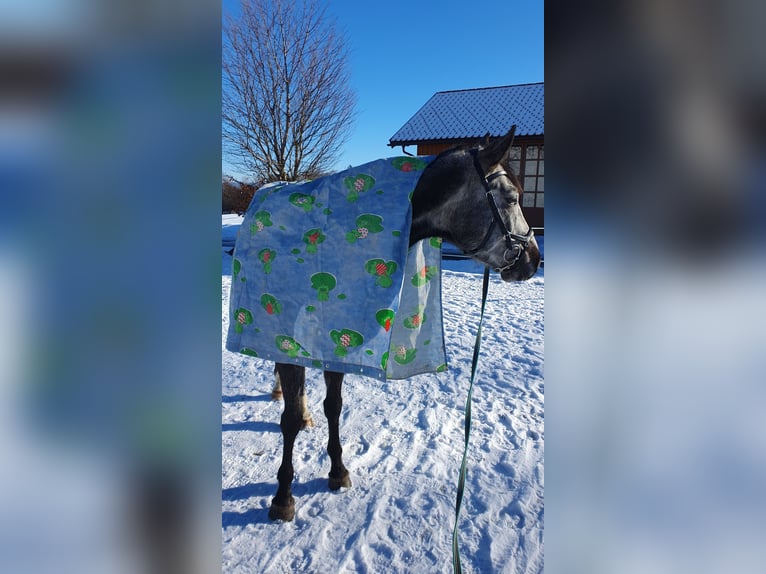 Deutsches Sportpferd Wallach 4 Jahre 168 cm Schimmel in Mattsee