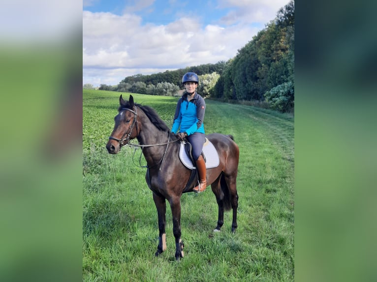 Deutsches Sportpferd Wallach 4 Jahre 168 cm Schwarzbrauner in Ilmtal-Weinstraße