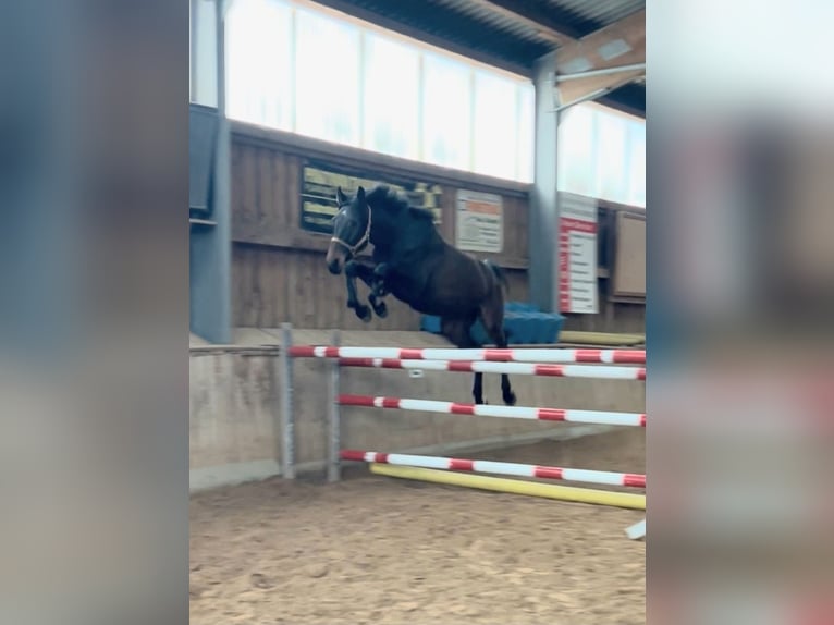 Deutsches Sportpferd Wallach 4 Jahre 168 cm Schwarzbrauner in Ilmtal-Weinstraße