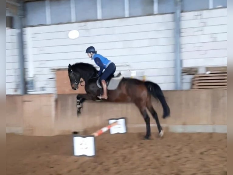 Deutsches Sportpferd Wallach 4 Jahre 168 cm Schwarzbrauner in Ilmtal-Weinstraße