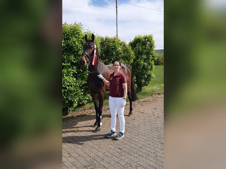 Deutsches Sportpferd Wallach 4 Jahre 168 cm Schwarzbrauner in Ilmtal-Weinstraße