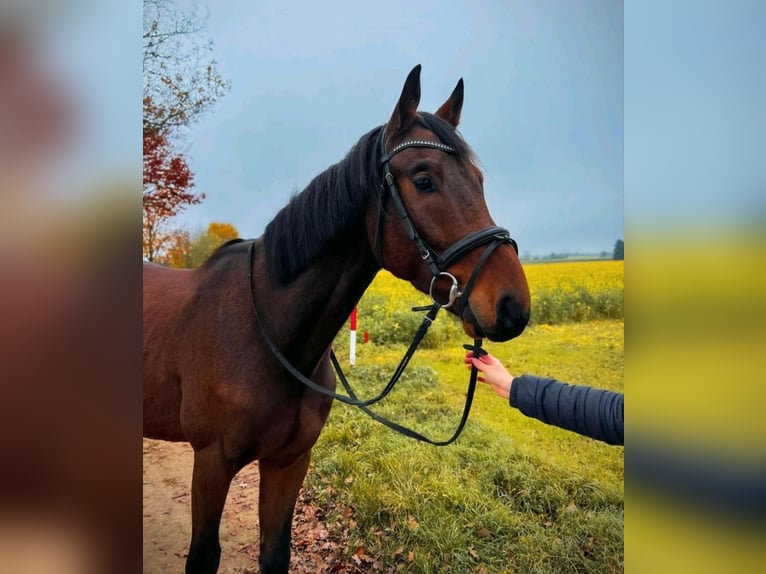 Deutsches Sportpferd Wallach 4 Jahre 168 cm in Sontheim an der Brenz