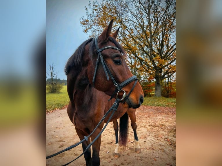 Deutsches Sportpferd Wallach 4 Jahre 168 cm in Sontheim an der Brenz