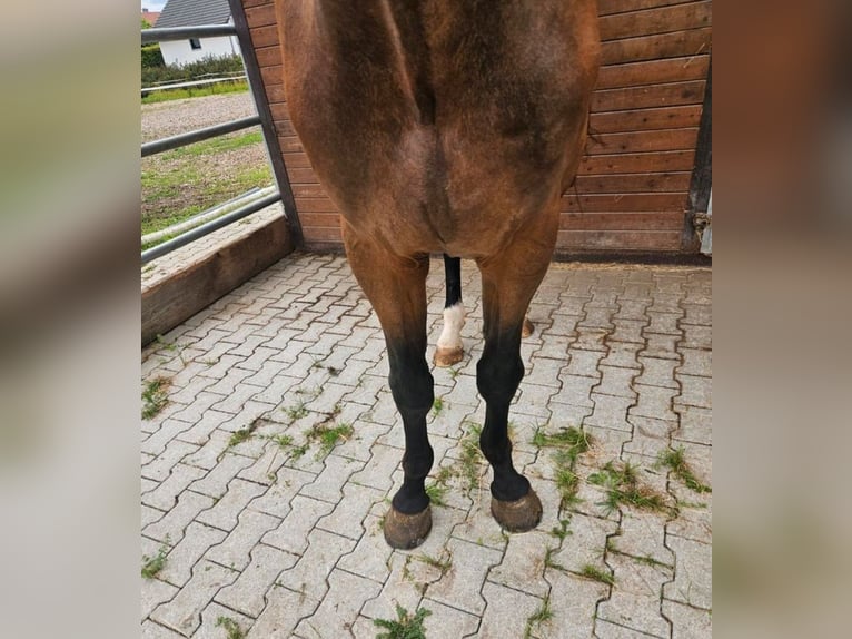 Deutsches Sportpferd Wallach 4 Jahre 168 cm in Sontheim an der Brenz