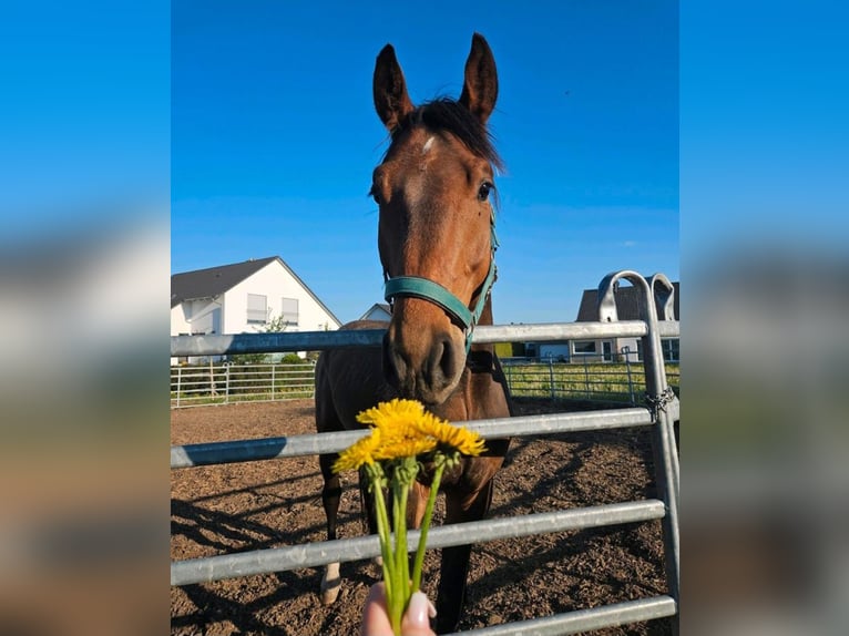Deutsches Sportpferd Wallach 4 Jahre 168 cm in Sontheim an der Brenz