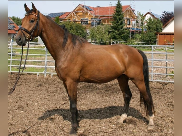 Deutsches Sportpferd Wallach 4 Jahre 168 cm in Sontheim an der Brenz