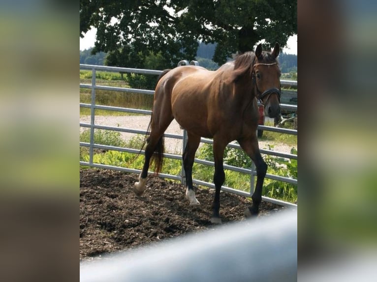 Deutsches Sportpferd Wallach 4 Jahre 168 cm in Sontheim an der Brenz