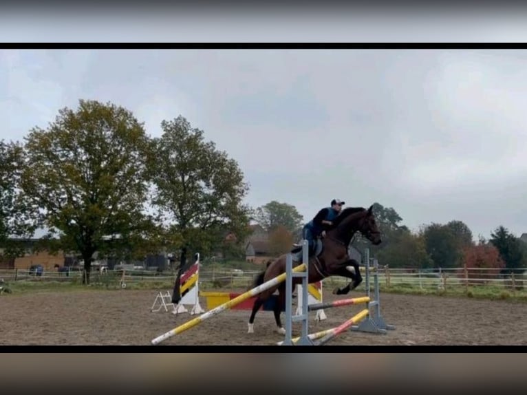 Deutsches Sportpferd Wallach 4 Jahre 168 cm in Sontheim an der Brenz