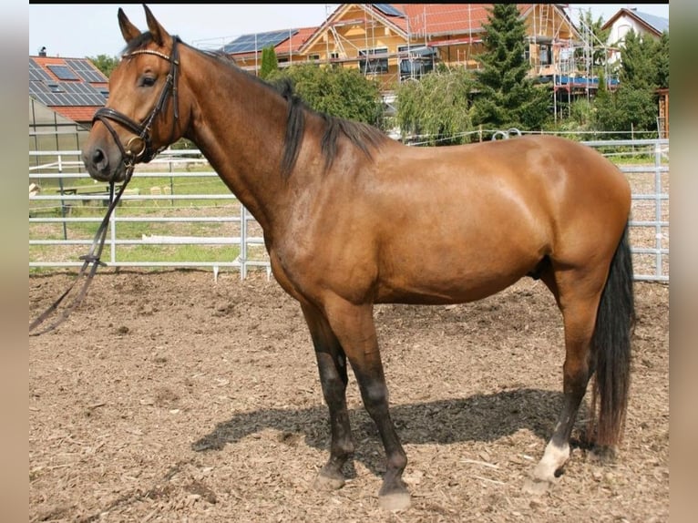 Deutsches Sportpferd Wallach 4 Jahre 168 cm in Sontheim an der Brenz