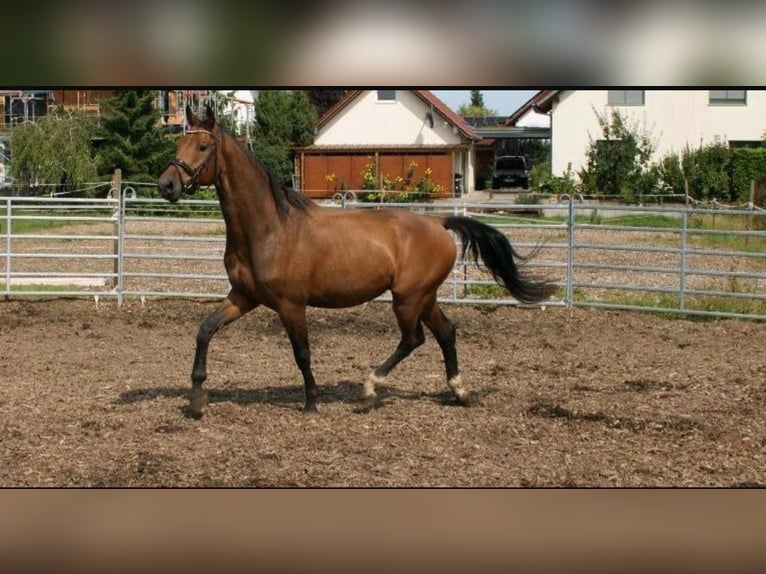 Deutsches Sportpferd Wallach 4 Jahre 168 cm in Sontheim an der Brenz