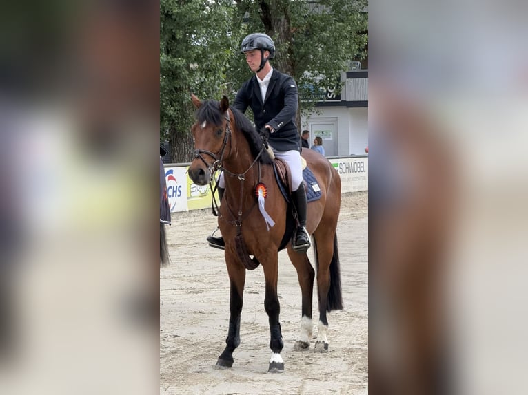 Deutsches Sportpferd Wallach 4 Jahre 169 cm Brauner in Meckesheim