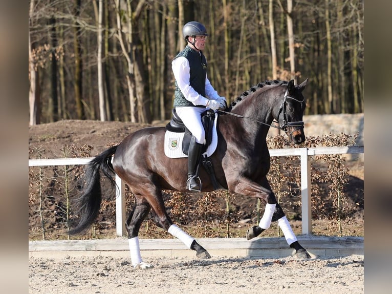 Deutsches Sportpferd Wallach 4 Jahre 169 cm Dunkelbrauner in Moritzburg