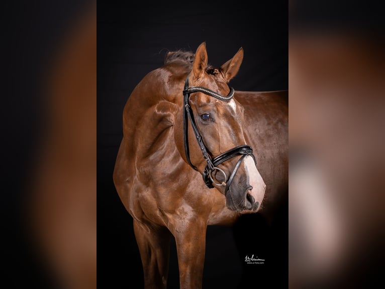 Deutsches Sportpferd Wallach 4 Jahre 169 cm Dunkelfuchs in Herrenberg