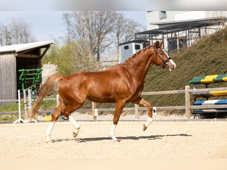 Deutsches Sportpferd Wallach 4 Jahre 169 cm Fuchs in Bad Griesbach im Rottal