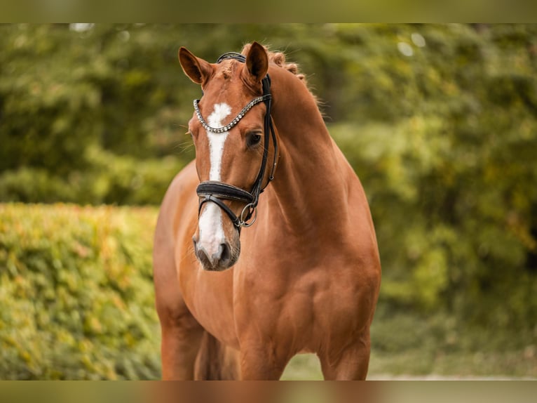 Deutsches Sportpferd Wallach 4 Jahre 169 cm Fuchs in Wehringen