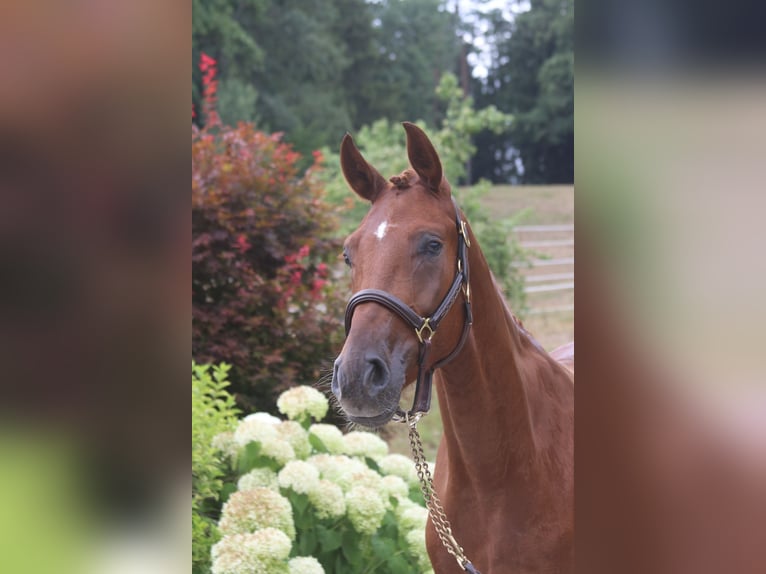 Deutsches Sportpferd Wallach 4 Jahre 169 cm Fuchs in Winhöring