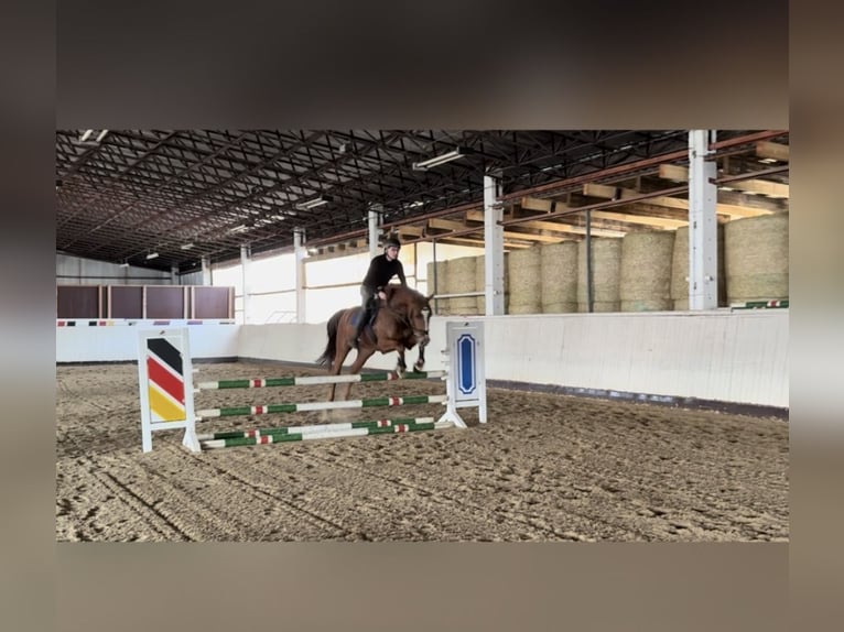 Deutsches Sportpferd Wallach 4 Jahre 169 cm Fuchs in Priestewitz