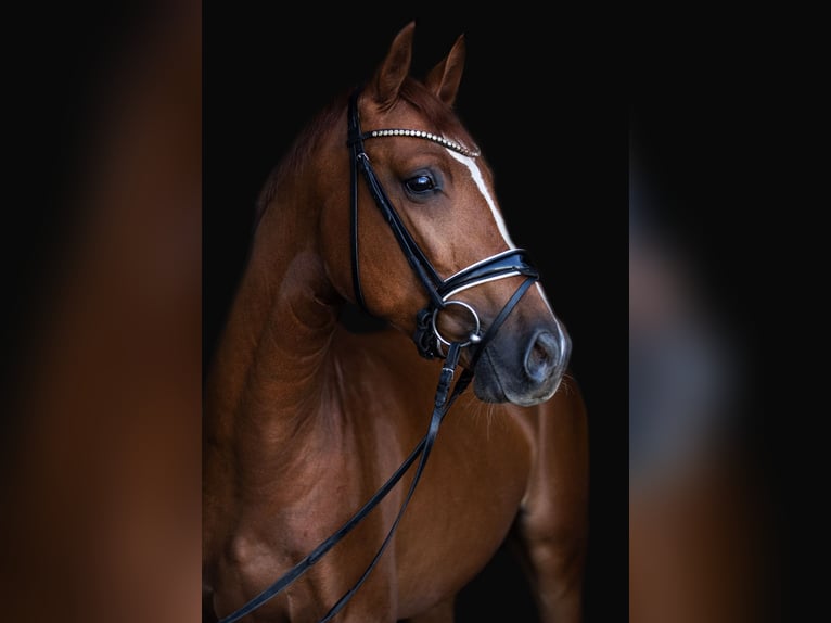 Deutsches Sportpferd Wallach 4 Jahre 169 cm Fuchs in Priestewitz