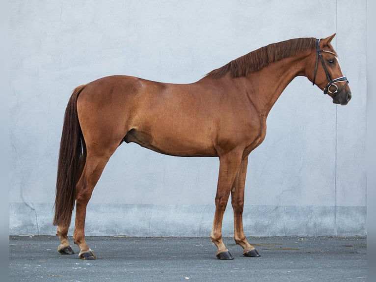 Deutsches Sportpferd Wallach 4 Jahre 169 cm Fuchs in Priestewitz
