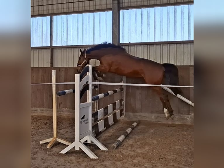 Deutsches Sportpferd Wallach 4 Jahre 169 cm Hellbrauner in Zernien