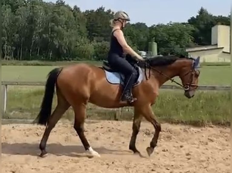 Deutsches Sportpferd Wallach 4 Jahre 169 cm Hellbrauner in Zernien