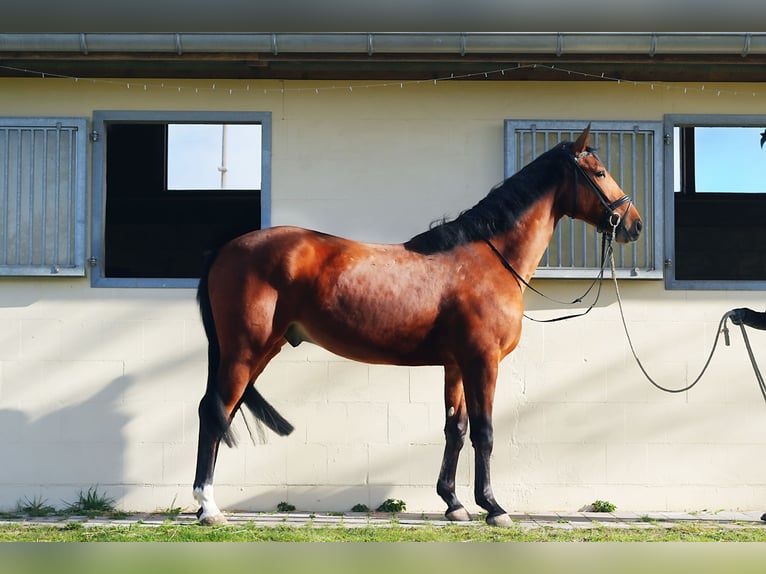 Deutsches Sportpferd Wallach 4 Jahre 169 cm Hellbrauner in Zernien