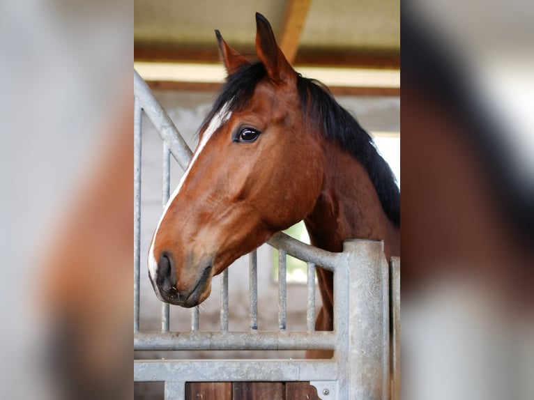 Deutsches Sportpferd Wallach 4 Jahre 169 cm Hellbrauner in Zernien