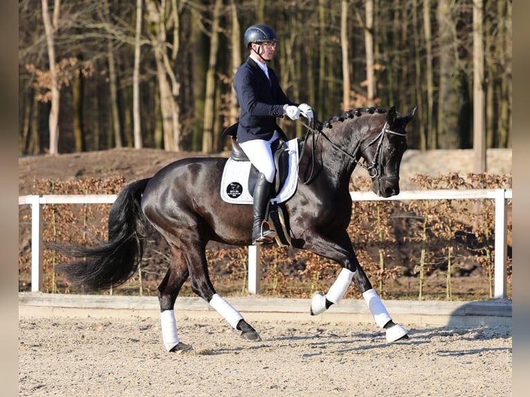 Deutsches Sportpferd Wallach 4 Jahre 169 cm Rappe in Priestewitz