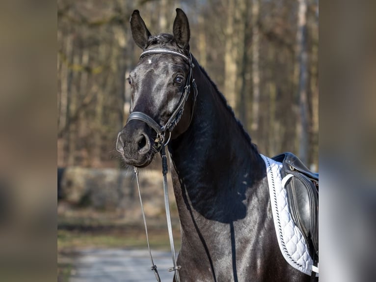 Deutsches Sportpferd Wallach 4 Jahre 169 cm Rappe in Priestewitz