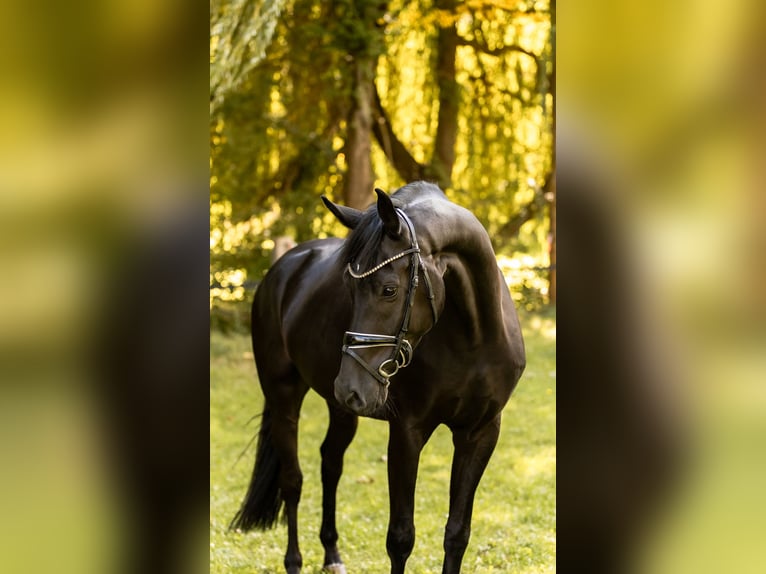 Deutsches Sportpferd Wallach 4 Jahre 169 cm Rappe in Priestewitz