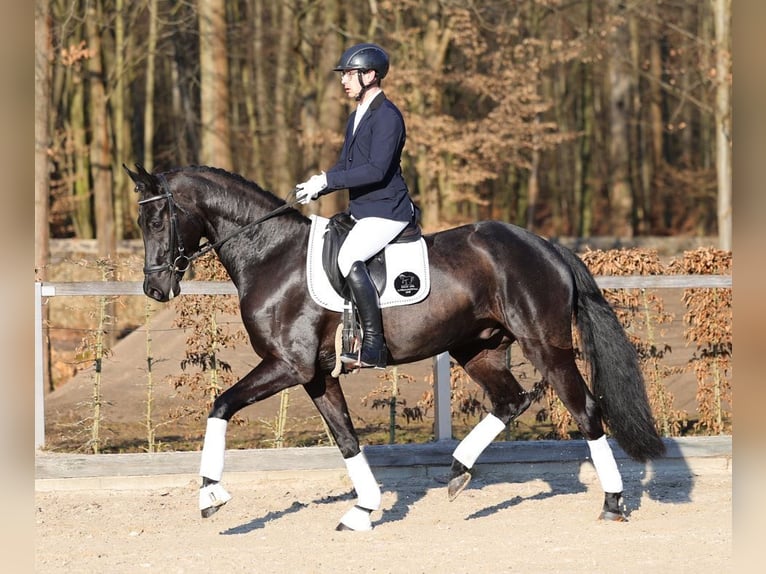 Deutsches Sportpferd Wallach 4 Jahre 169 cm Rappe in Priestewitz