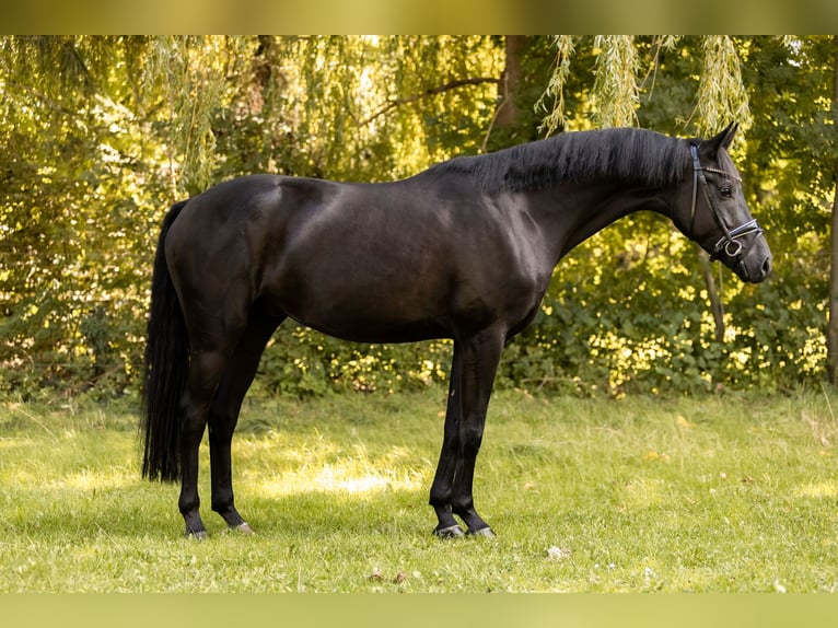 Deutsches Sportpferd Wallach 4 Jahre 169 cm Rappe in Priestewitz