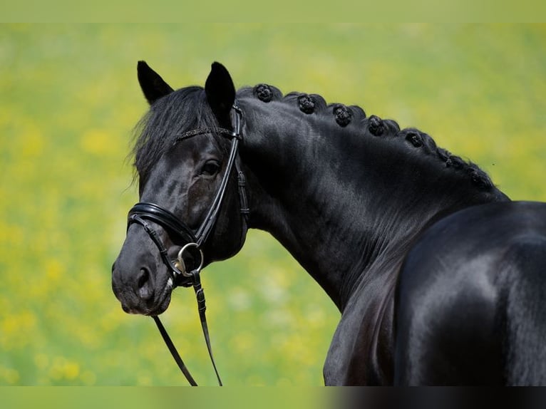 Deutsches Sportpferd Wallach 4 Jahre 169 cm Rappe in Altensteig