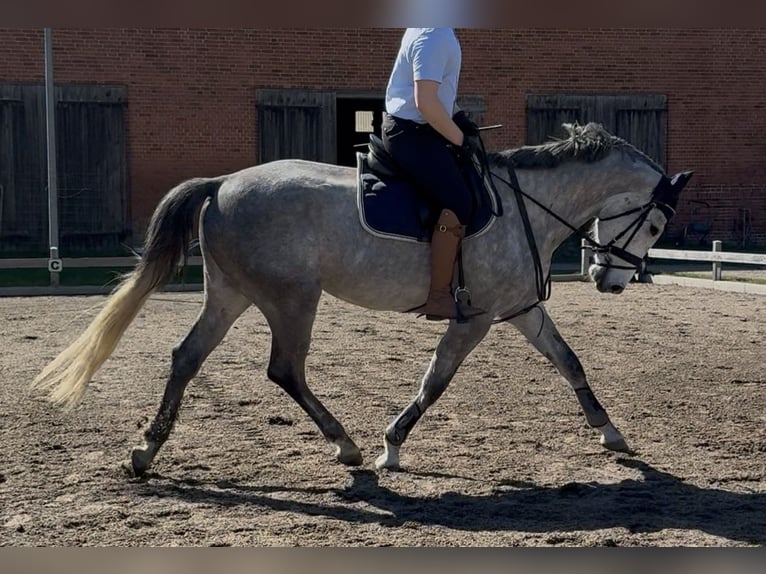Deutsches Sportpferd Wallach 4 Jahre 170 cm Apfelschimmel in Neustadt (Dosse)