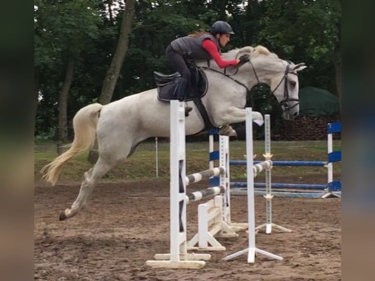 Deutsches Sportpferd Wallach 4 Jahre 170 cm Apfelschimmel in Neustadt (Dosse)
