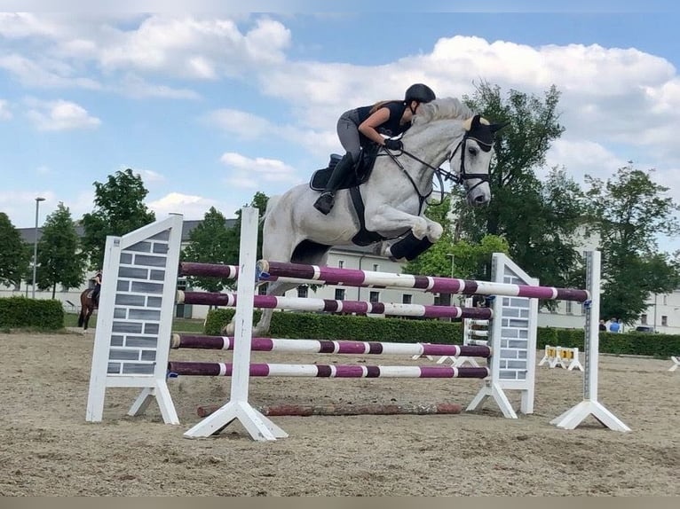 Deutsches Sportpferd Wallach 4 Jahre 170 cm Apfelschimmel in Neustadt (Dosse)