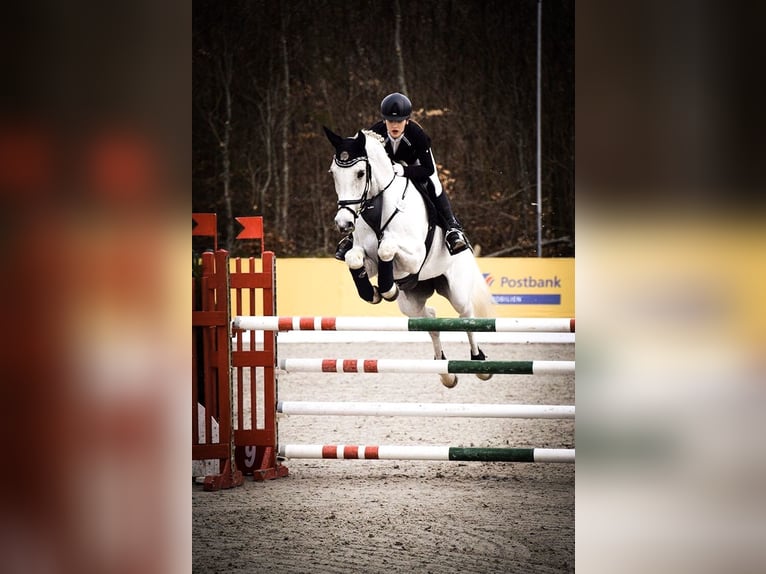 Deutsches Sportpferd Wallach 4 Jahre 170 cm Apfelschimmel in Neustadt (Dosse)
